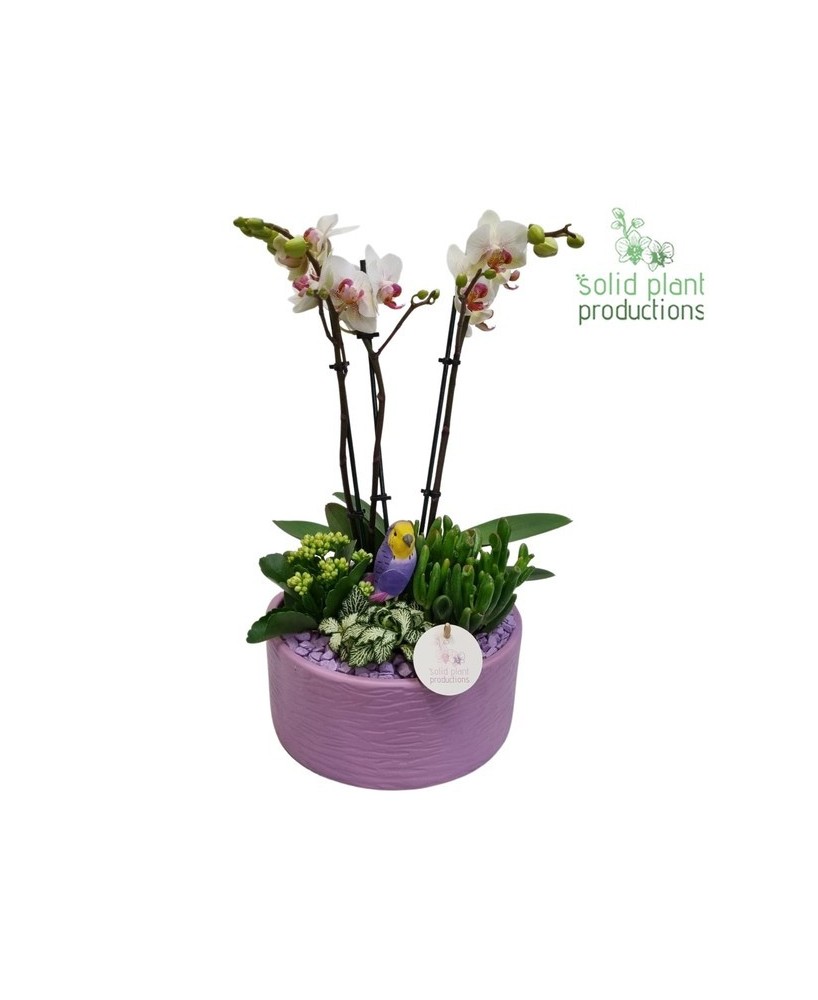 Composición Mix Plants Ceramic Stella Lila M22 maceta cerámica plantas variadas decoración interior