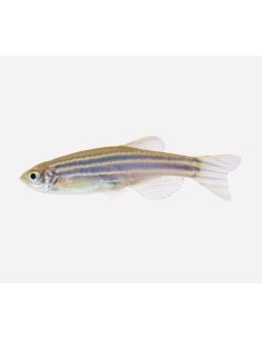 DANIO CEBRA 2-2,5CM