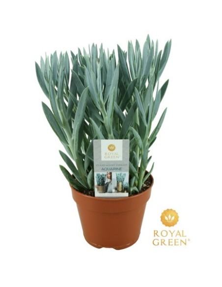 Curio Ficoides Mount Everest M15 Suculenta Aterciopelada para Jardines y Interiores