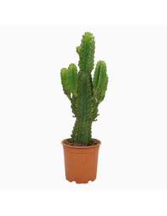 Euphorbia Ingens M21 Planta Suculenta Grande Resistente para Jardín y Interior