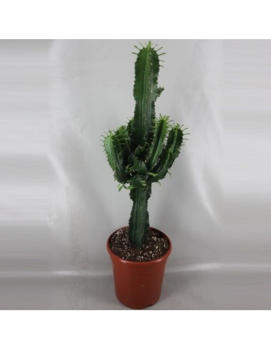 Euphorbia Ingens M24 planta suculenta de gran tamaño para interiores y exteriores
