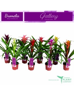 Guzmania Mix M9 planta tropical de interior fácil cuidado y colorida