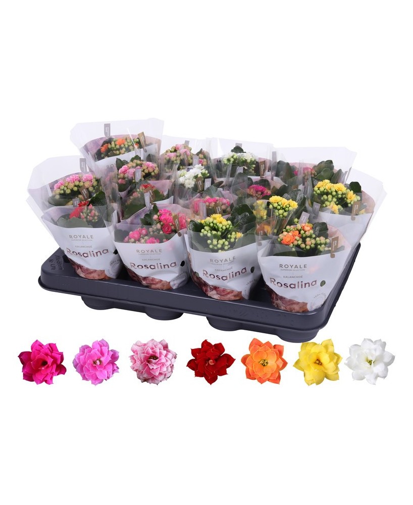 Kalanchoe Bloss Filled Flowers Rosalina M7 Planta Suculenta con Flores Dobles Rosadas