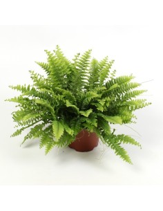 Nephrolepis Ex Boston M12cm Helecho de Interior Elegante y Purificador de Aire