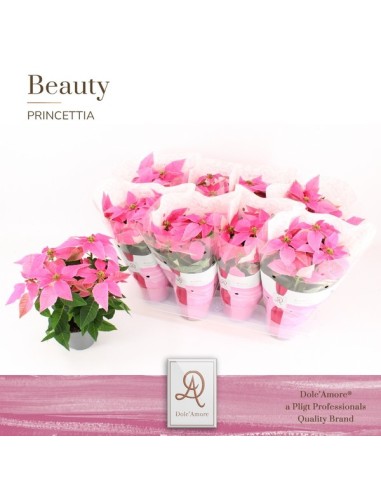 Princettia Hot Pink M12 planta de interior decorativa y fácil de cuidar
