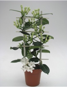 Stephanotis Flor Romance Trellis Blanco M12 | Planta trepadora perfumada para interior