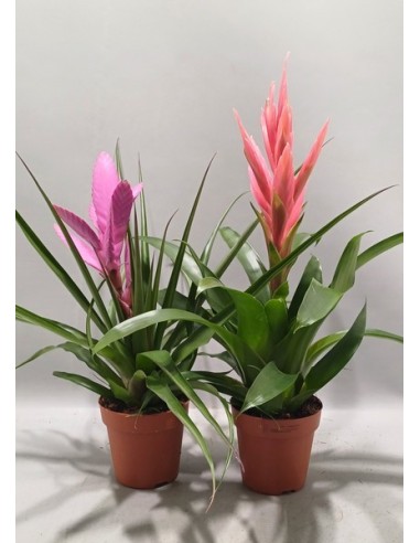 Tillandsia Mix M12 plantas aéreas decorativas para interiores y exteriores