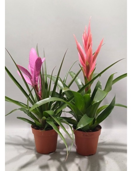 Tillandsia Mix M12 plantas aéreas decorativas para interiores y exteriores