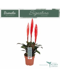 Vriesea Era 3PP M12 Rojo Planta Tropical de Interior Fácil Cuidado