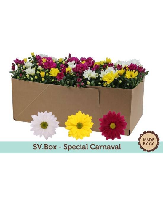 Chrysanthemum Ind Carnaval M12 planta ornamental flores multicolores fácil cuidado