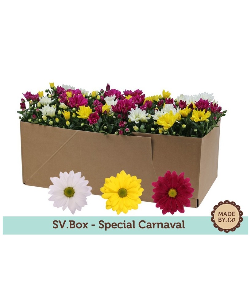Chrysanthemum Ind Carnaval M12 planta ornamental flores multicolores fácil cuidado