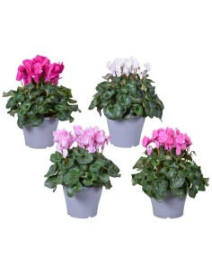 Cyclamen Halios HD CL M21 planta interior flores coloridas y hojas verdes