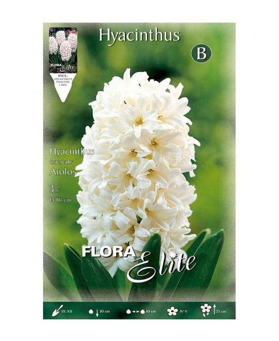 Bulbo Jacinto Blanco Elite I 3UD Batlle Flores Blancas Aromáticas de Alta Calidad