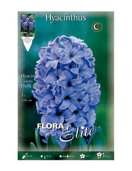 Bulbo Jacinto Azul Elite 3UD Batlle Flores Azules Fragancia Jardín Terraza