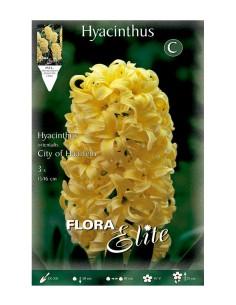 Bulbo Jacinto Amarillo 3UD Batlle flores amarillas vibrantes y fragancia