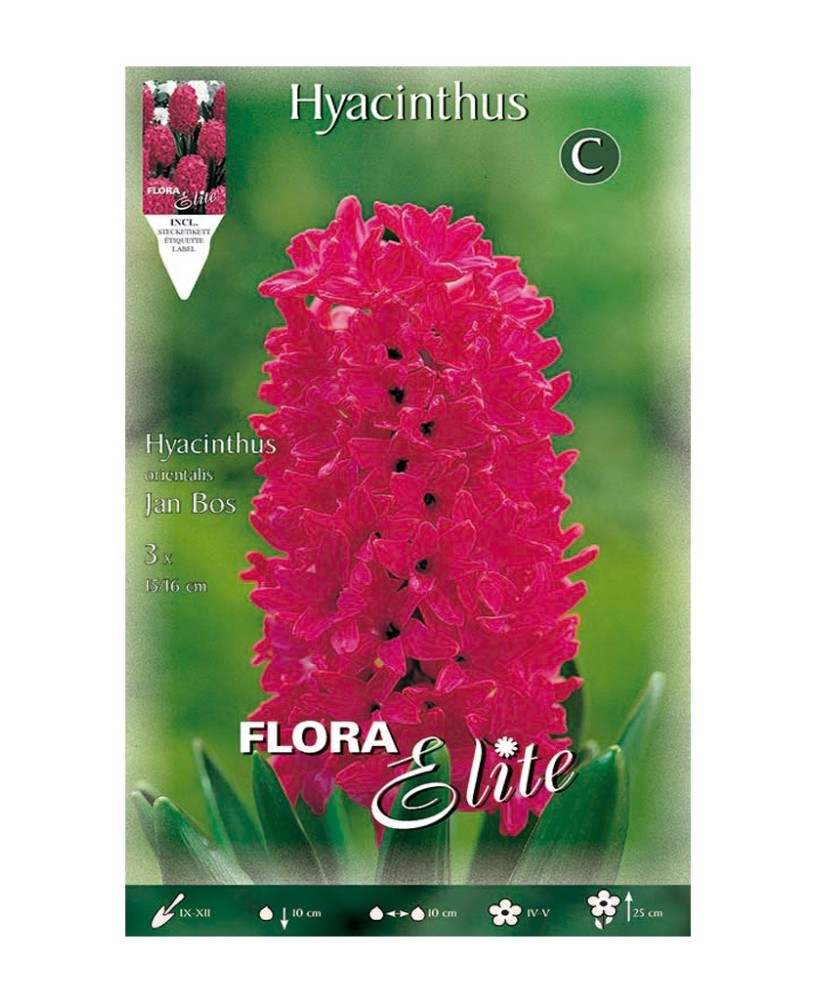 Bulbo Jacinto Rojo Elite 3UD Batlle flores rojas intensas para jardín y terraza