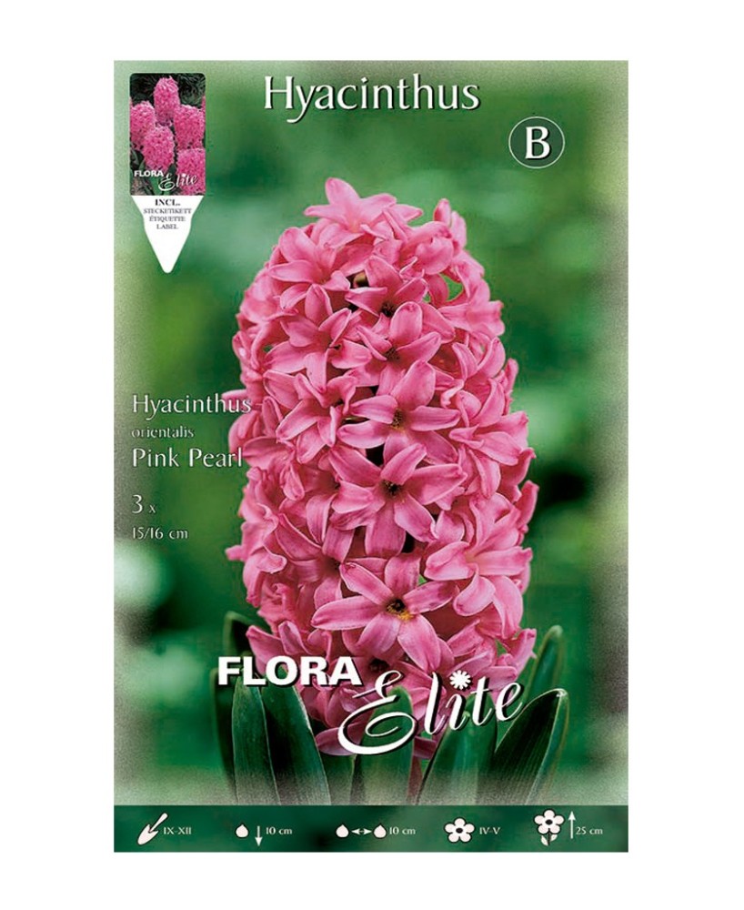 Bulbo Jacinto Rosa Fuerte 3UD Batlle Flores Vibrantes para Jardín y Macetas