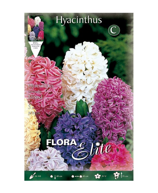 Bulbo Jacinto Mezcla Elite 3UD Batlle Flores Variadas para Jardín y Macetas