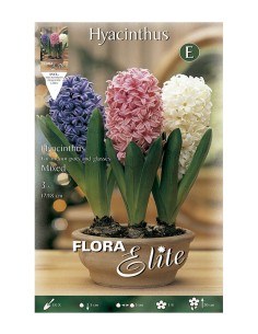 Bulbo Jacinto Mezcla Indoor Elite 3UD Batlle flores fragantes para interiores