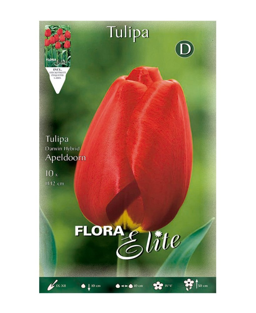 Bulbo Tulipán Darwin Rojo Elite 10UD Batlle Flores Grandes y Vibrantes