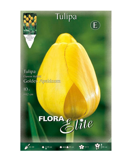 Bulbo Tulipán Darwin Amarillo Oro Elite 10UD Batlle Flores Grandes y Resistentes