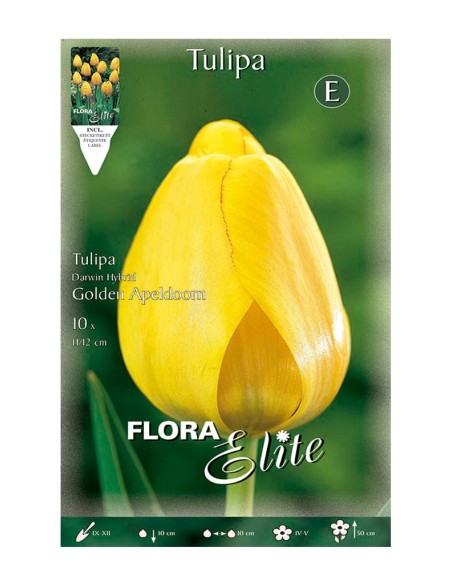 Bulbo Tulipán Darwin Amarillo Oro Elite 10UD Batlle Flores Grandes y Resistentes