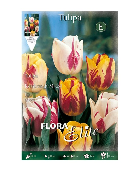 Bulbo Tulipán Rembrandt Mezcla 10ud Batlle | Compra Online en Endanea Garden