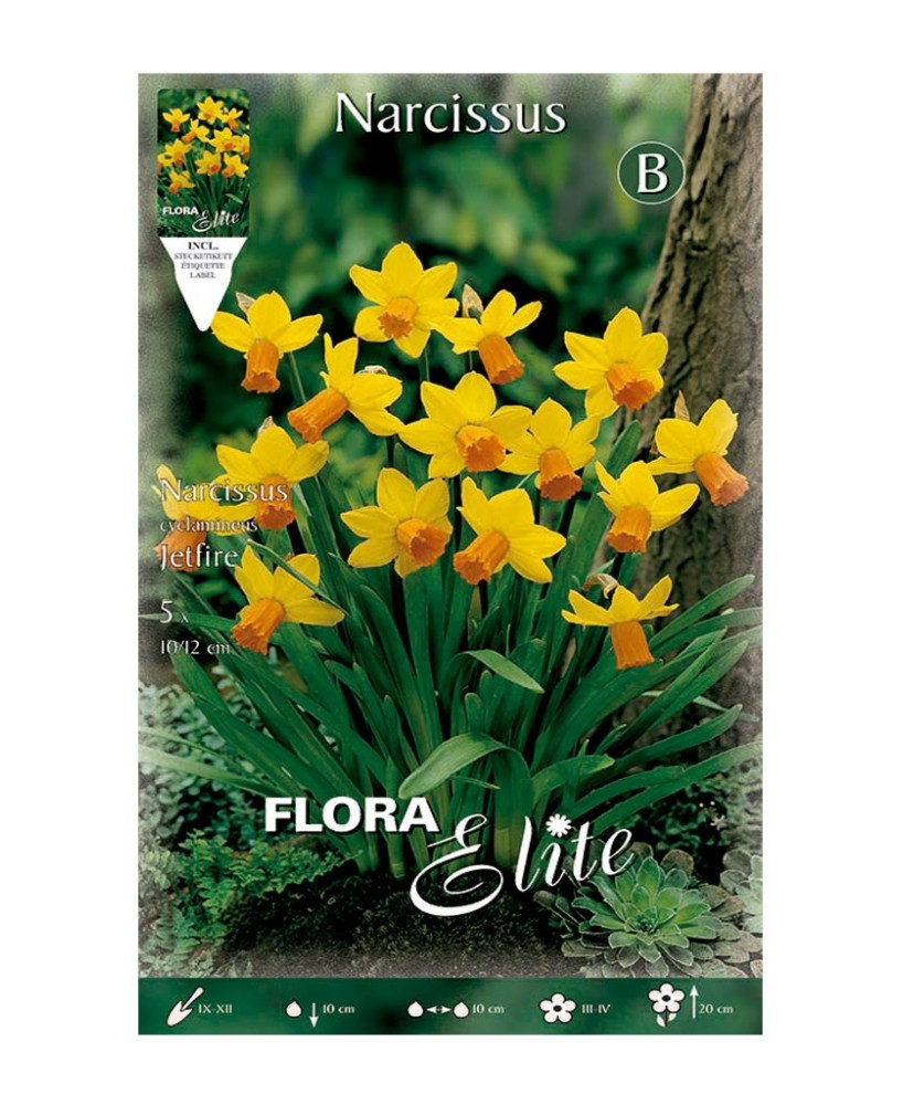 Bulbo Narciso Poetea Amarillo Naranja 5ud Batlle | Compra Online en Endanea Garden