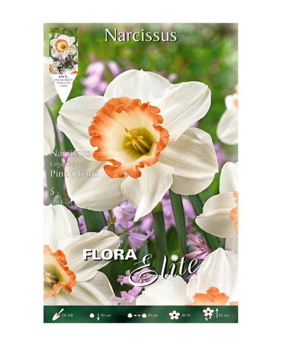 Bulbo Narciso Tazetta Paperwhite Elite 5ud Batlle | Aromático y Fácil Cultivo