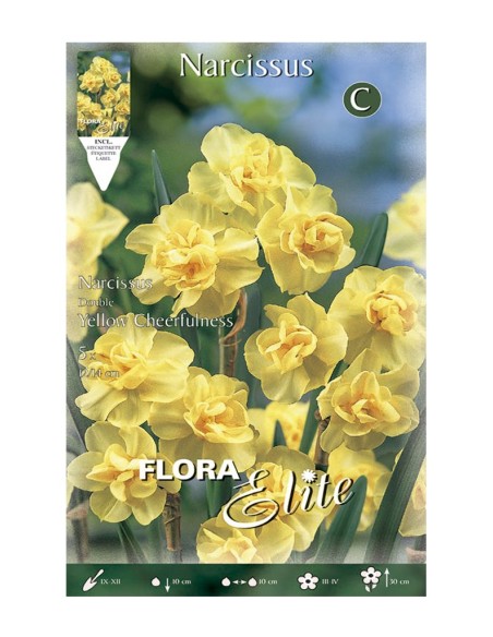Bulbo Narciso Multiflowered Amarillo Elite 5ud Batlle | Flores Amarillas Primavera