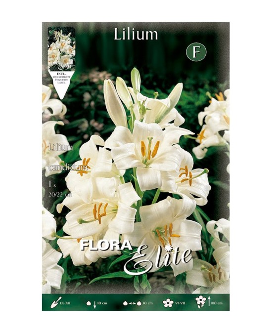 Bulbo Azucena Lilium Candidum Batlle flor blanca aromática para jardín