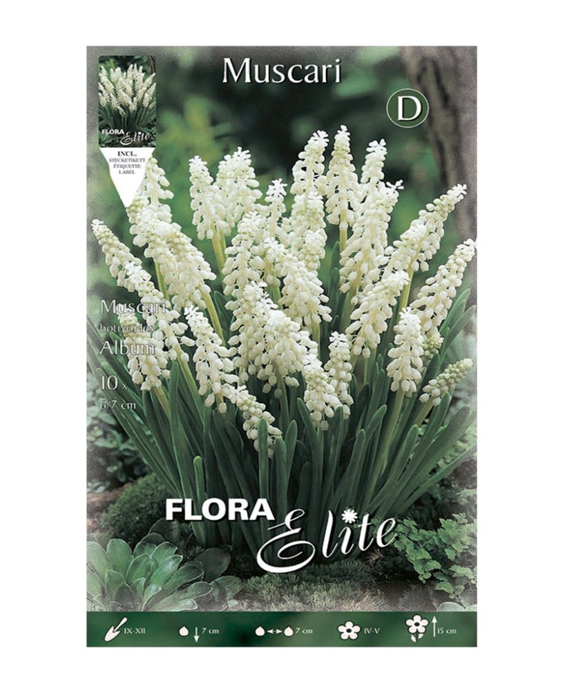 Bulbo Muscaris Blanco Elite 10ud Batlle  Flores blancas primavera jardín
