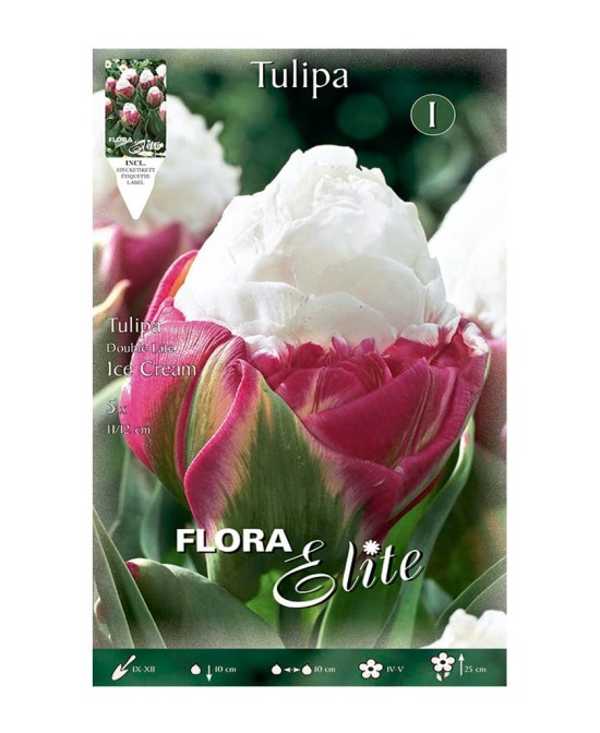 Bulbo Tulipán Doble Ice Cream Elite 5ud Batlle  Flores dobles primavera