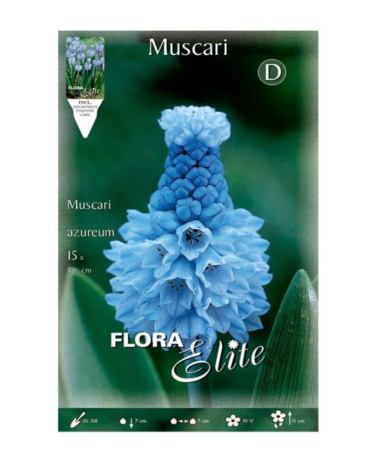 Bulbo Muscaris Azul Elite 15ud Batlle para Jardín Primavera Calidad