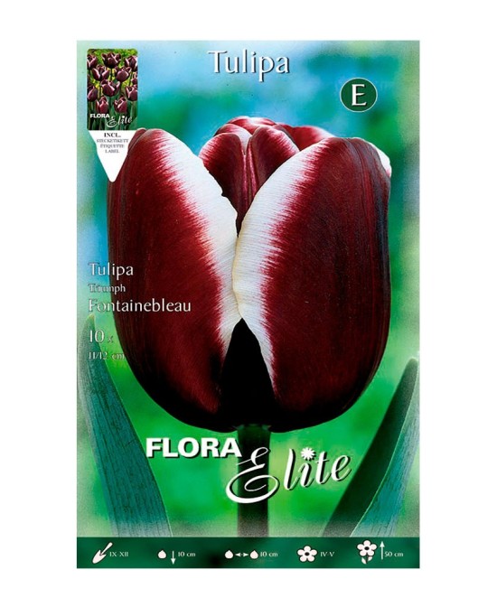 Bulbo Tulipán Darwin Rosa Borde Blanco Elite 10ud Batlle para Jardín Primavera