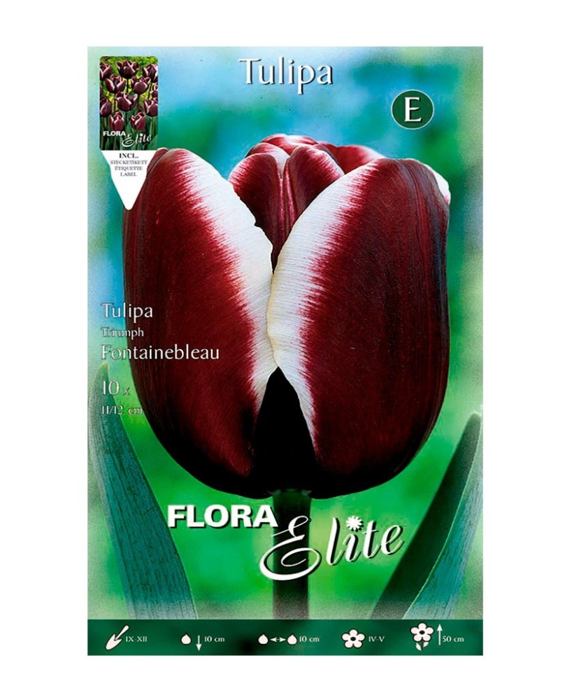 Bulbo Tulipán Darwin Rosa Borde Blanco Elite 10ud Batlle para Jardín Primavera