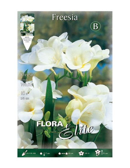 Bulbos Fresia Simple Blanca Elite 10ud Batlle Flores Blancas Perfumadas para Jardín