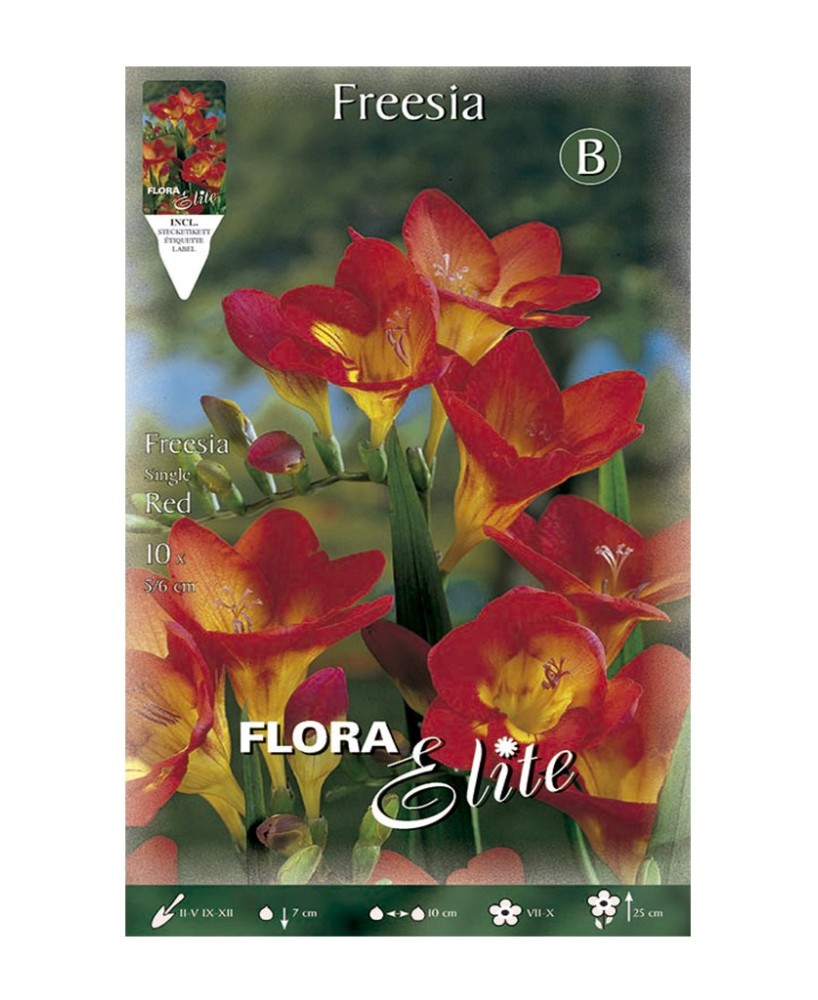 Bulbos Fresia Simple Roja Elite 10ud Batlle Flores Rojas Perfume Jardín