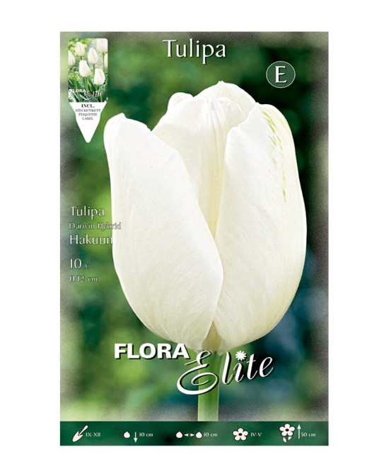 Bulbo Tulipán Darwin Blanco Elite 10ud Batlle | Elegancia y floración primaveral