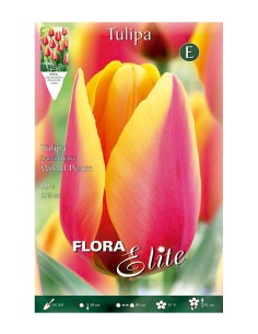 Bulbo Tulipán Darwin Rojo Borde Amarillo Elite 10ud Batlle | Endanea Garden