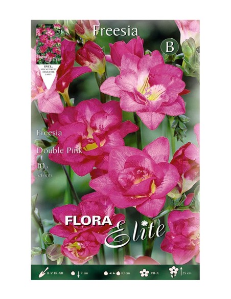 Bulbo Fresia Doble Violeta Elite 10ud Batlle Flores Aromáticas y Resistentes