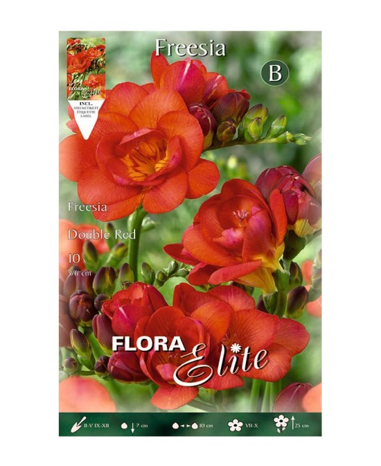 Bulbo Fresia Doble Naranja Elite 10ud Batlle flores naranjas aromáticas primavera verano