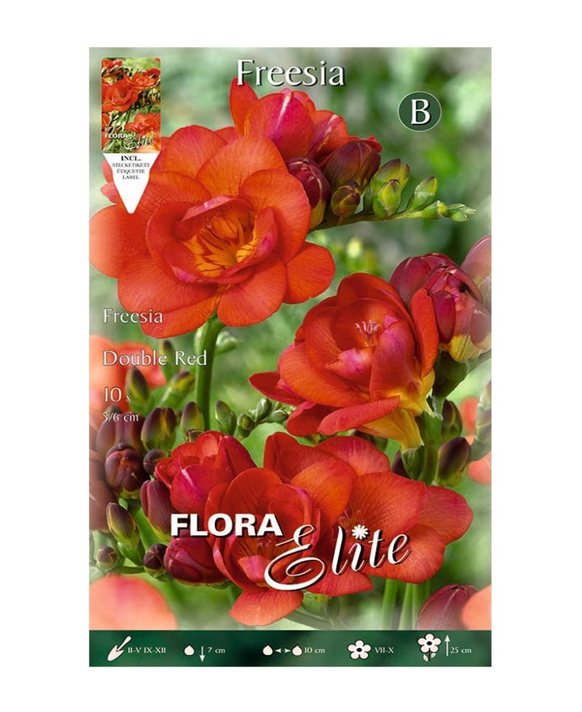 Bulbo Fresia Doble Naranja Elite 10ud Batlle flores naranjas aromáticas primavera verano