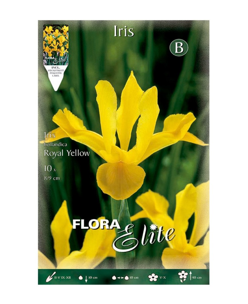 Bulbo Iris Holanda Amarillo Elite 10ud Batlle Flores Amarillas Jardín Primavera