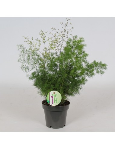 Asparagus Setaceus Plumosus M12 planta ornamental con follaje plumoso para interiores