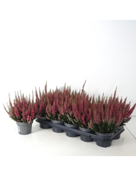 Calluna Beauty Ladies Red M12 Planta Ornamental Roja Maceta 12 cm Resistente