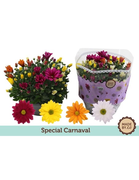 Chrysanthemum Ind Carnaval Bowl M23 planta ornamental maceta 23 cm colores vibrantes interior exterior