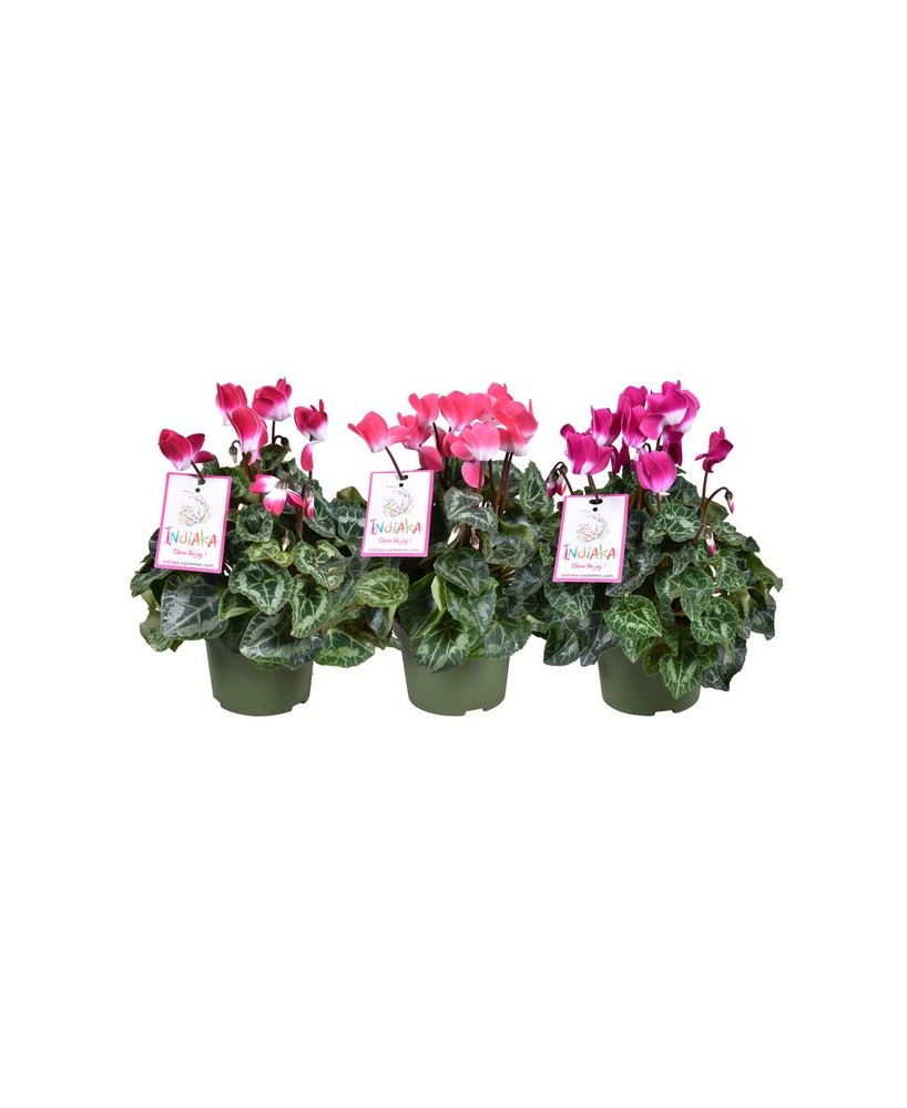 Cyclamen Indiaka Mix M13 Planta Ornamental Flores Vibrantes para Interior y Exterior