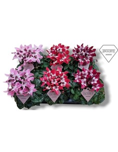 Cyclamen SS Djix Mix M10.5 - Planta ornamental colorida para interior y exterior