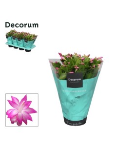 Schlumbergera Naomi Rosa M13 | Cactus de Navidad con floración invernal